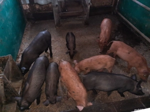 purcei metis duroc cu pietrain  9 săptămâni  - imagine 2