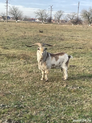 Țapi de vânzare - imagine 3