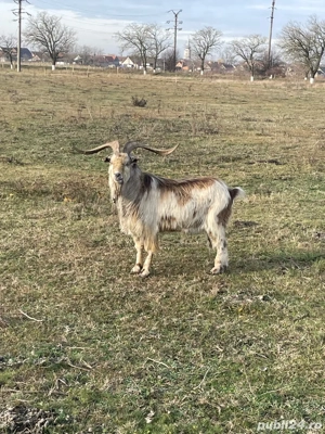 Țapi de vânzare - imagine 2