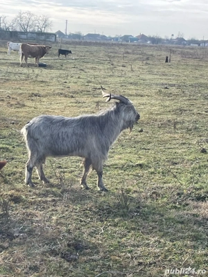 Țapi de vânzare - imagine 4