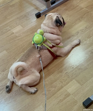 Mops 1 an și 8 luni - imagine 10