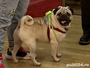 Mops 1 an și 8 luni - imagine 9