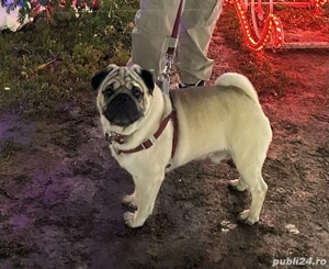 Mops 1 an și 8 luni - imagine 6
