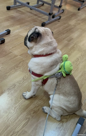 Mops 1 an și 8 luni - imagine 8