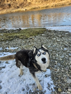 Donez femelă Husky - imagine 4