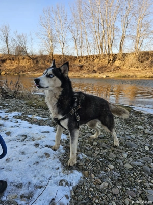 Donez femelă Husky - imagine 2