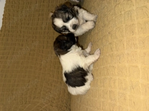 Cățel talie mica bichon 