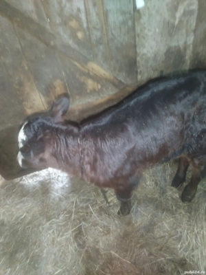 Vând vitea metis batată cu angus de 3 săptămâni  - imagine 3