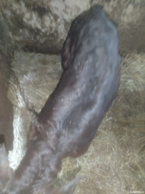 Vând vitea metis batată cu angus de 3 săptămâni  - imagine 2