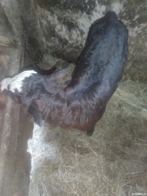 Vând vitea metis batată cu angus de 3 săptămâni 