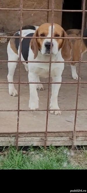 Mascul beagle de vanzare - imagine 2