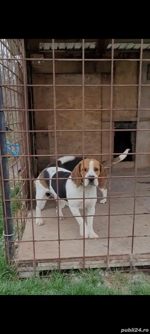 Mascul beagle de vanzare