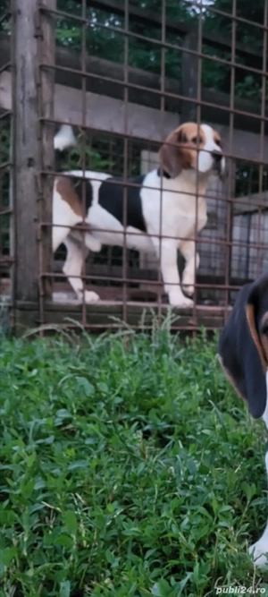 Mascul beagle de vanzare - imagine 3