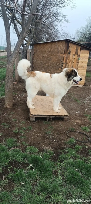 Mascul Ciobanesc de Bucovina 