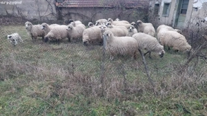 Oi tinere de vanzare - imagine 2