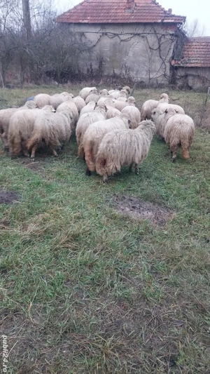 Oi tinere de vanzare - imagine 3