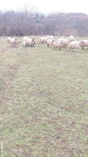 Oi tinere de vanzare - imagine 4