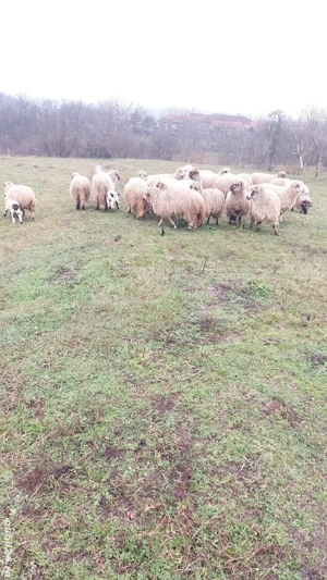 Oi tinere de vanzare - imagine 5