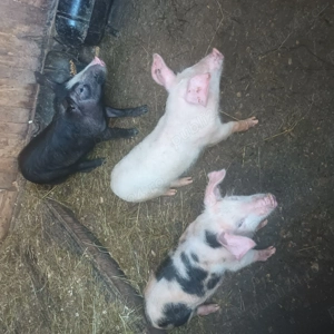 Vând purcei romanesti