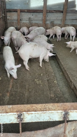 Purcei landras si marele alb - imagine 2