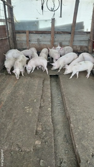 Purcei landras si marele alb - imagine 3