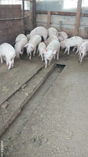 Purcei landras si marele alb - imagine 4