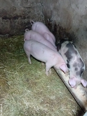 Vând purcei  - imagine 2