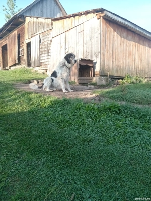 Vând sau schimb  - imagine 2