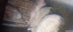 vand porci de creștere sau rotisor de la 20kg la 40kg