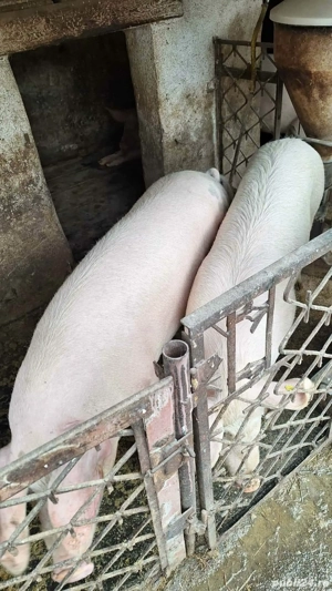 Vand porci pentru justificare - imagine 5