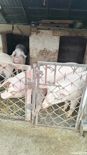 Vand porci pentru justificare - imagine 4