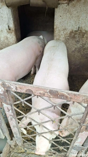 Vand porci pentru justificare - imagine 2