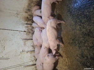 vand purcei 9 saptamani - imagine 4