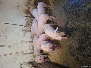 vand purcei 9 saptamani - imagine 3