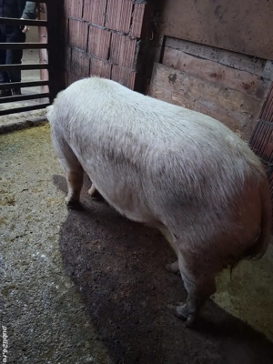 De vânzare porc - imagine 2