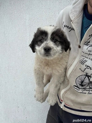 Femeluta ciobaneasca  - imagine 2