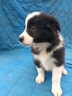 vand pui Border Collie  - imagine 2