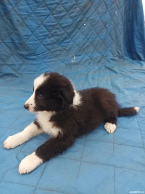vand pui Border Collie  - imagine 3