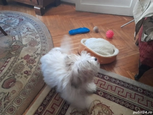 Donez Bichon Havanese  - imagine 2