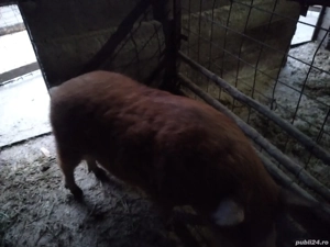 vând porci mangalita și alta rasa  - imagine 2
