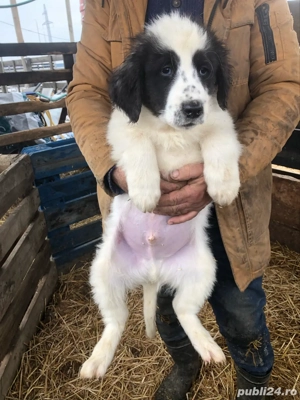 Vand catei rasa ciobanesc de bucovina