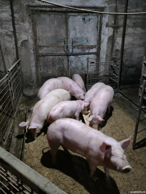 Disponibil soldani - imagine 2