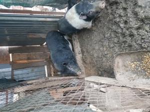 Vand porci si purcei vietnamezi 