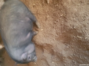 Vand porci si purcei vietnamezi  - imagine 4