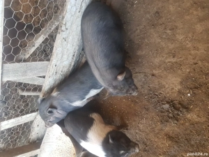 Vand porci si purcei vietnamezi  - imagine 3