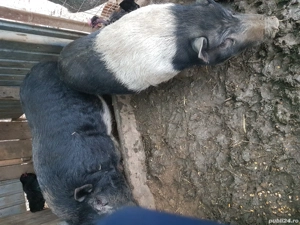 Vand porci si purcei vietnamezi  - imagine 5