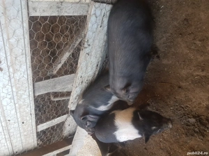 Vand porci si purcei vietnamezi  - imagine 2