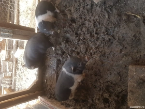 Vand porci si purcei vietnamezi  - imagine 8