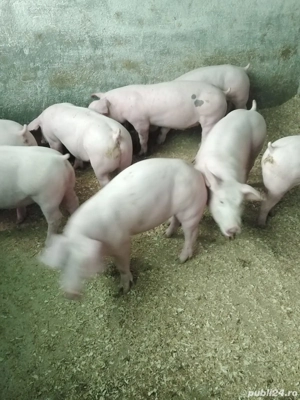 purcei de carne  - imagine 2