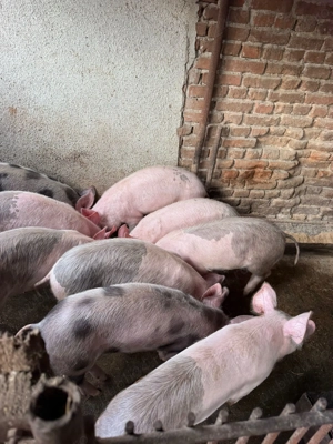 Vand purcei din august 2025 - imagine 4